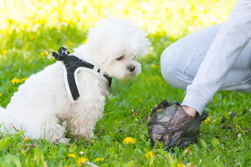 Sacchetti per feci di cane in plastica biodegradabile con fragranza piacevole - Voglio Prodotti 